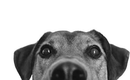 Ein Hund, ab der Schnauze aufwärts, schaut in die Kamera
